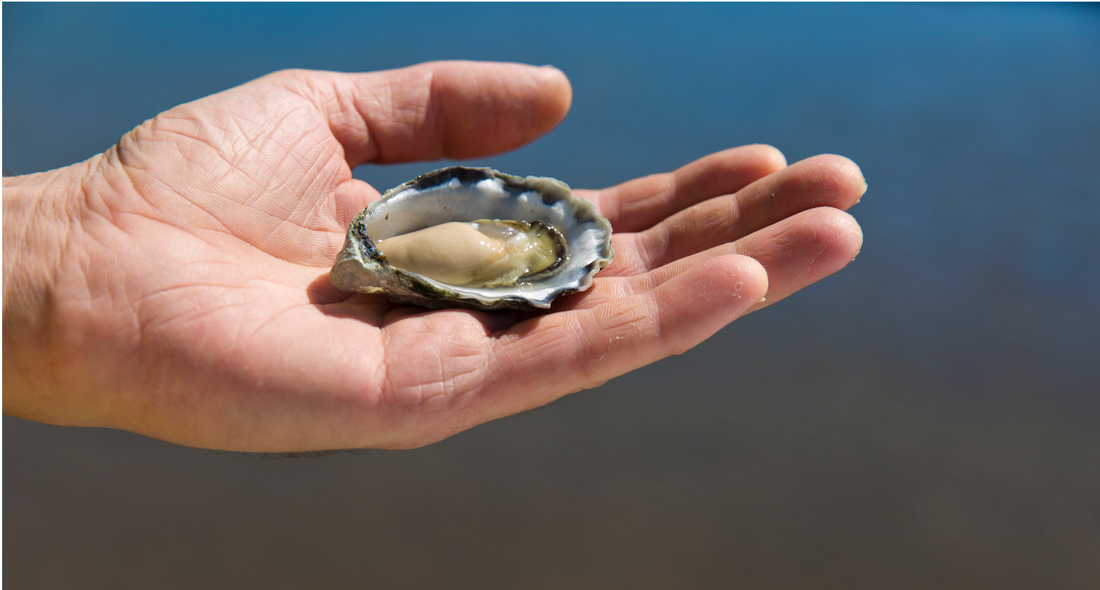 Prestigious Winner Of President's Medal Sydney Royal Easter Show : Tathra Oysters
