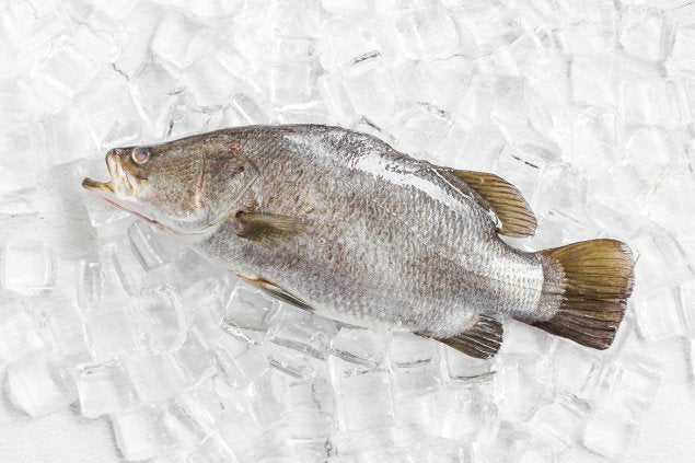 [Fresh Seafood] Baby Barramundi (650-800g)