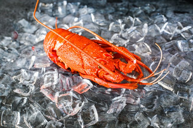 [Ready To Eat] Cooked Lobster WA 500-600g