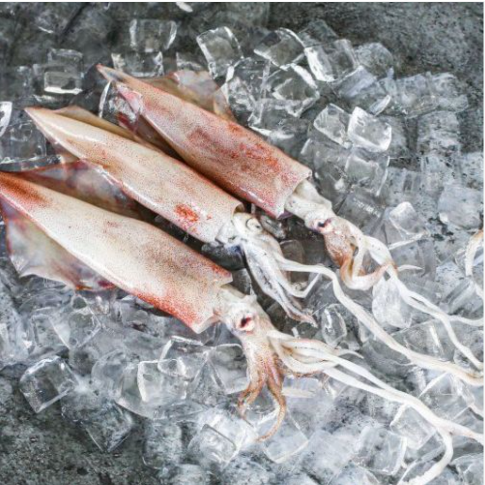 [Fresh] Whole Squid loligo 500g