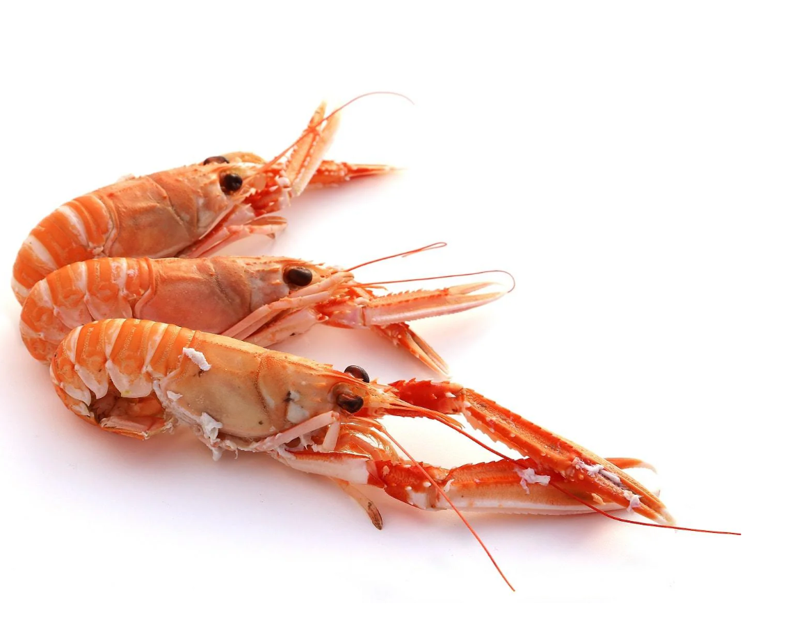 [Frozen Seafood] WA Scampi Sashimi Grade