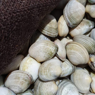 [Ready to Cook] Diamond Shell Clams - Cloudy Bay